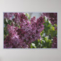 COTTAGE CHINTZ posters