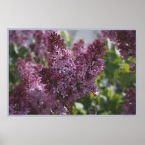 COTTAGE CHINTZ POSTER