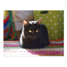 "Cottage Comfort" Cat Photography Postcards