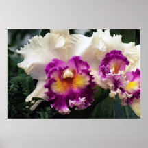 Cotton Candy Orchid Art Poster