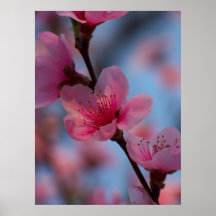 cotton candy posters