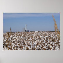 Cotton, Country, Farm, Colour Posters