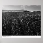 Cotton field, into sun near El Centro, 1966 Posters