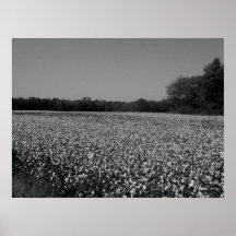 Cotton Field - Murfreesboro, Tennessee Print