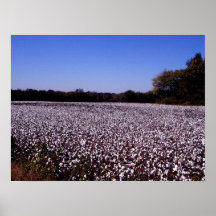 Cotton Field - Murfreesboro, Tennessee Print