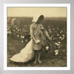 Cotton Field posters