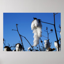 Cotton Field Posters