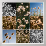 cotton grass montage posters