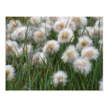 Cotton Grass, Unalaska Island Postcards