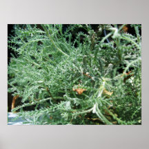 Cotton Lavender Poster