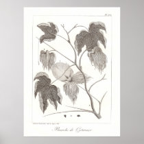 Cotton Plant Poster Antique Botanical Illustration