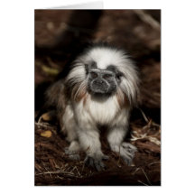 Cotton Top Tamarin Cards