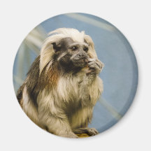 Cotton Top Tamarin Fridge Magnets