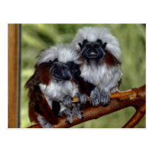 Cotton Top Tamarin Postcard