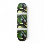 Cotton Topped Tamarin Skateboard