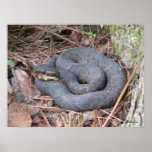 Cottonmouth Moccasin Poster posters