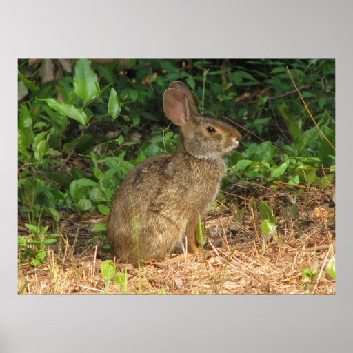 Cottontail Freeze Poster