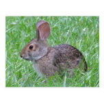 Cottontail in Grass Postcard