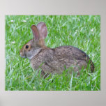 Cottontail in Grass Poster