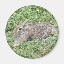 Cottontail rabbit fridge magnets