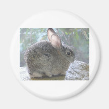 cottontail rabbit refrigerator magnets