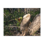 Cottonwood sprig on stump