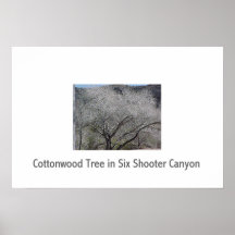 Cottonwood Tree in Six Shooter Canyon Print