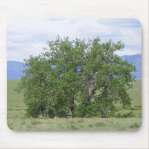 Cottonwood Tree in Summer Mousepad