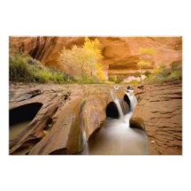 Cottonwoods in Autumn, Coyote Gulch, Glen Photo Art