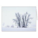 Cottonwoods in Snow cards