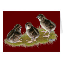 Coturnix Quail Chicks Card