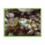 Couch's Spadefoot Toad postcards