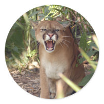Cougar 001
