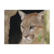 Cougar 013