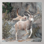 COUGAR ATTACK posters