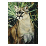 "Cougar" cards