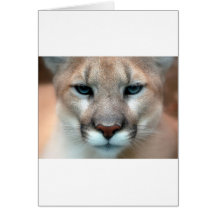 COUGAR CARDS
