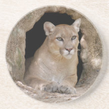 Cougar Coaster