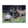 Cougar cub and Tortoise Post Cards