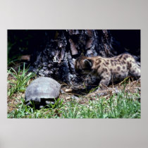 Cougar cub and Tortoise Posters