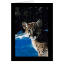 Cougar Cub Card