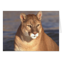 Cougar Face Greeting Card