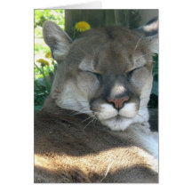 Cougar Greeting Card