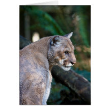 cougar greeting cards
