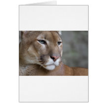 COUGAR GREETING CARDS