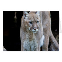 cougar greeting cards