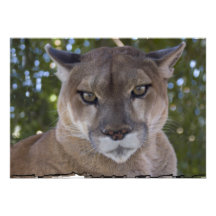 Cougar Invitation