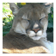 Cougar Invitations