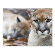 Cougar, mountain lion, Florida panther, Puma 2 Postcard