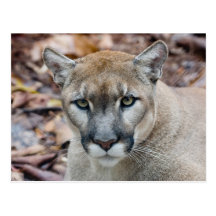 Cougar, mountain lion, Florida panther, Puma Postcards